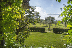 olivie trees villa palombaraumbria